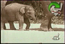 Elefante com memoria